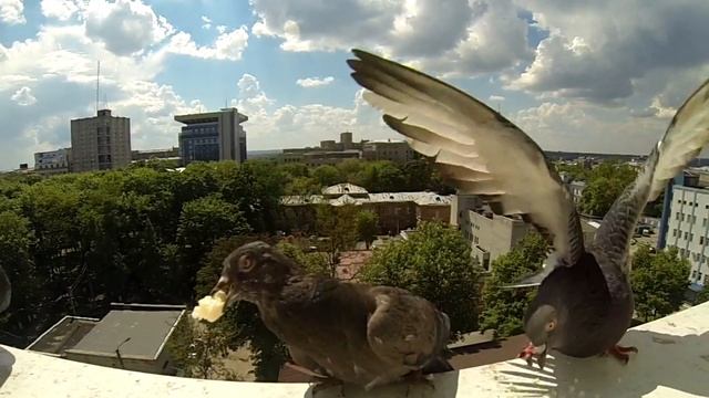 Разведение голубей на отливе, голуби, как поймать голубя. смотреть онлайн
