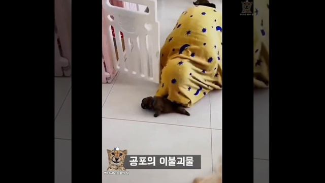 ЗАБАВНЫЕ ЖИВОТНЫЕ смотреть онлайн