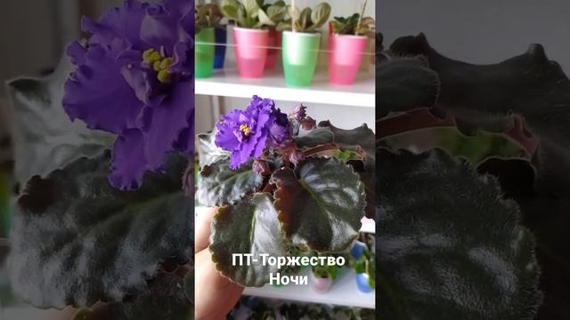 Первое цветение фиалки, сорт ПТ-Торжество Ночи смотреть онлайн