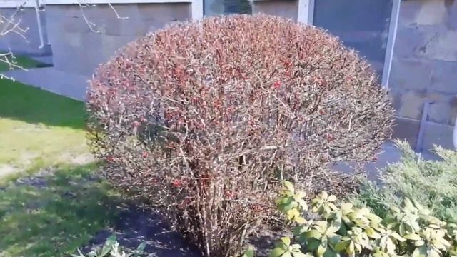 Обрезка декоративных кустарников. смотреть онлайн