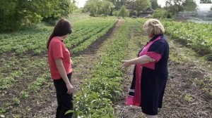 Промышленное выращивание ПИОНОВ на срез. Май 2023