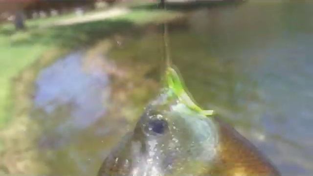 "Live" Field Test - Berkley's Gulp! Alive! 1" Minnow and TFO's NXT Flyrod - Version 2.0 смотреть онлайн