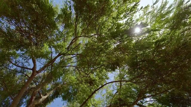 Атмосфера Летнего Сада - Деревья / Листья / Солнечные Лучи / Пение Птиц / Успокаивающие Звуки смотреть онлайн