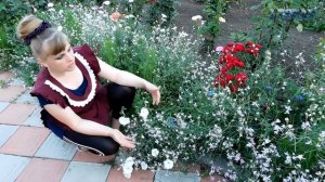 МАТТИОЛА ЛЕВКОЙ цветет! Посадка выращивание уход вредители болезни подкормка размножение.