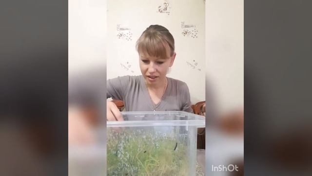 Эксперимент с выращиванием мха сфагнума. смотреть онлайн