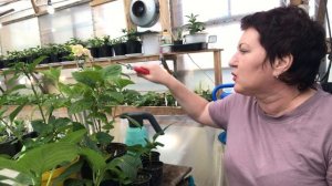 Технология выращивания крупнолистных гортензии в Сибири.