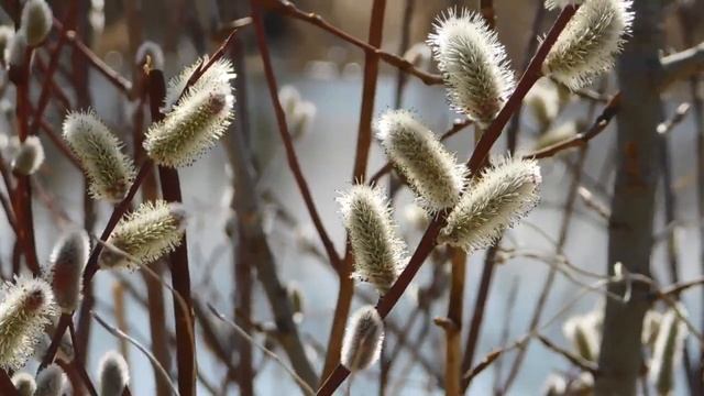 16 Апреля Розовое Полнолуние. Как загадать желание, чтобы оно исполнилось. смотреть онлайн