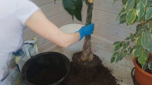 ПЕРЕСАДКА ПАХИРЫ