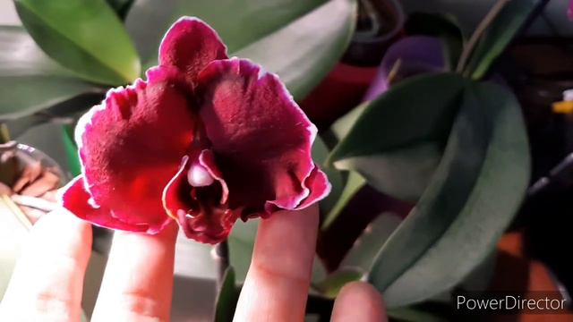 Цветение моих Орхидей в конце апреля /26.04.21. смотреть онлайн