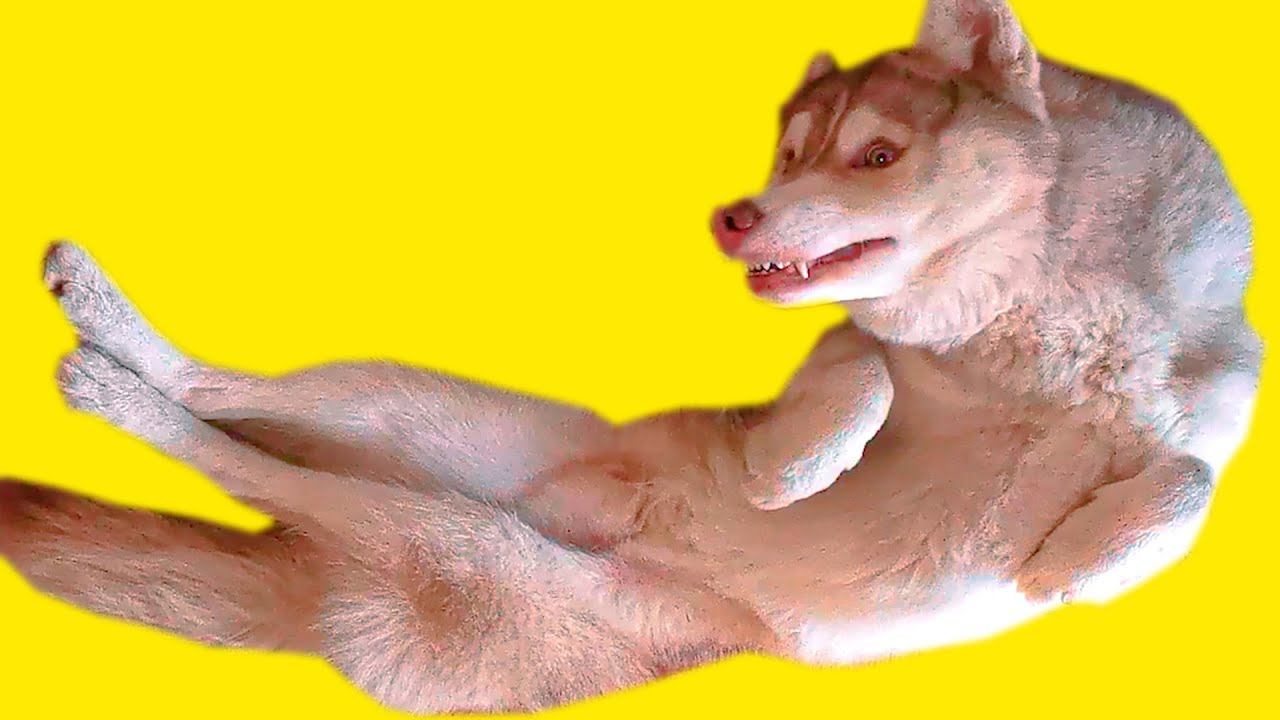 БУБЛИК СЛОМАЛСЯ! ХАСКИ БОЛЬШЕ НЕТ...ПРАНК (Хаски Бандит) Говорящая собака смотреть онлайн