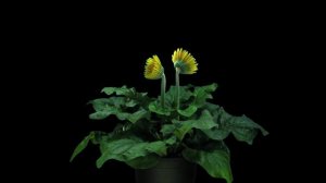 Цветы распускаются в замедленной сьемке под красивую музыку(часть 3). 4K видео, расслабляющая музык