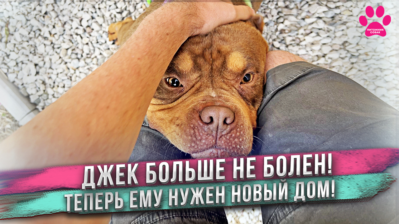 Джек теперь полностью здоров! Кто подарит ему счастливую жизнь? Продолжаем ждать роды у Леди. смотреть онлайн