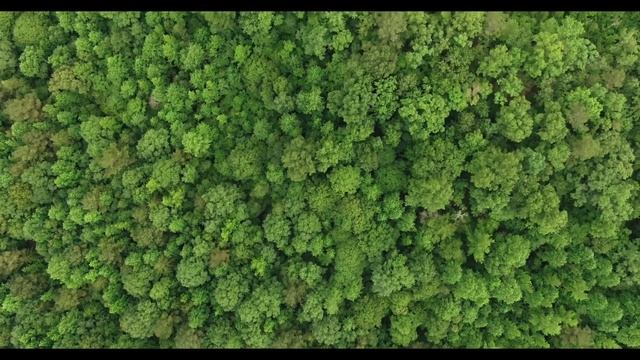 Медитация в лесу. Здоровый сон через 30 минут. Meditation in the forest. Healthy sleep in 30 minute смотреть онлайн