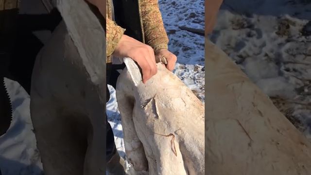 Мездрение- удаление остатков жира и мяса. #выделкашкур #бурятия #баргузин #овцы #чабан