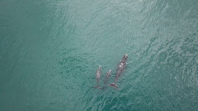4k Киты в океане, Аргентина, Puerto Piramides Valdes Madrin Whale walk wildlife drone, подписчики смотреть онлайн