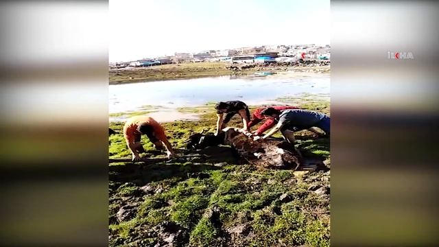 Şanlıurfa'da bataklığa saplanan inek mahalle sakinleri tarafından kurtarıldı смотреть онлайн