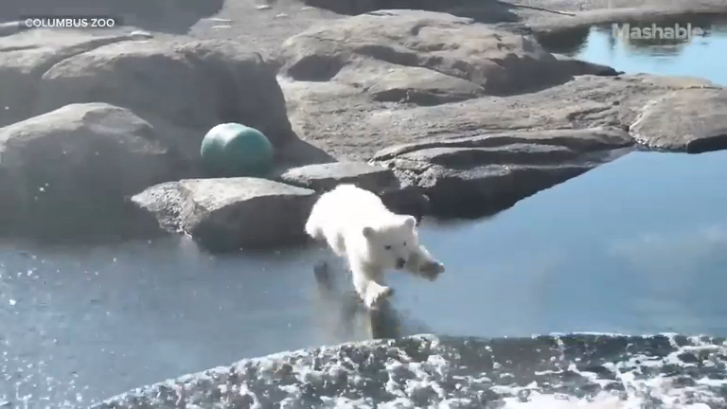 Первый заплыв полярного медвежонка смотреть онлайн