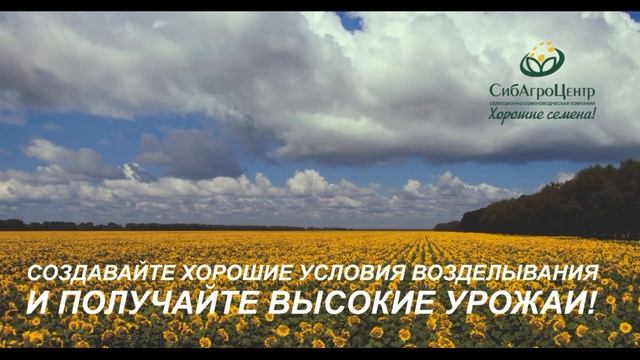 Опыт с бинарными посевами кормовых культур: подсолнечник Белоснежный, кукуруза, соя. смотреть онлайн