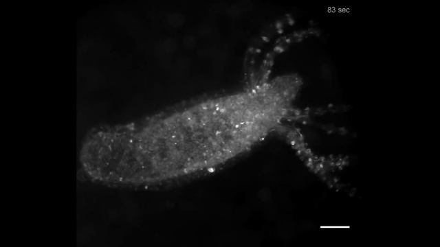 HYDRA Scientific Film