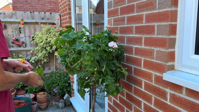 Re-shaping a large Standard grown pelargonium смотреть онлайн