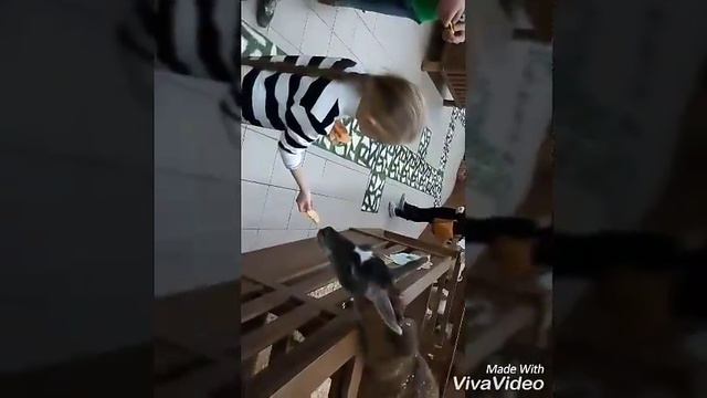 Контактный зоопарк(часть1) смотреть онлайн