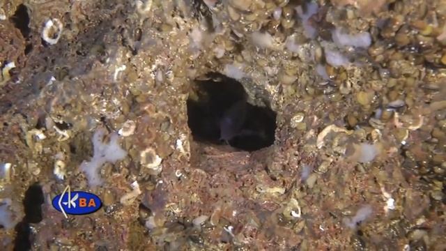 Морская ласточка. Рыбы Черного моря. Chromis chromis damselfish смотреть онлайн