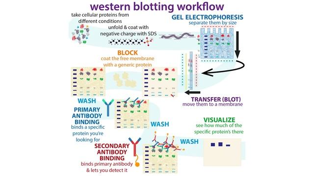 Western blot workflow - theory & practice смотреть онлайн