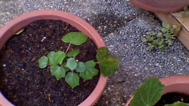 The Confederate Rose, Hibiscus Mutabilis, First Blooms смотреть онлайн