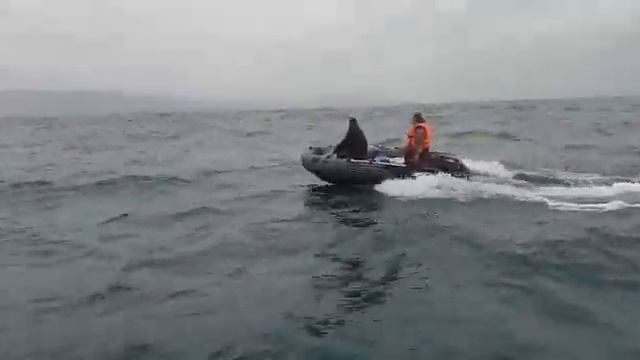 Беспокойное море и Риф Скат 370 двумя бортами идут домой с рыбалки! смотреть онлайн