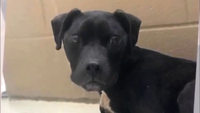 Хозяин бросил свою собаку на обочине, а тот так и не сошел с этого места... смотреть онлайн