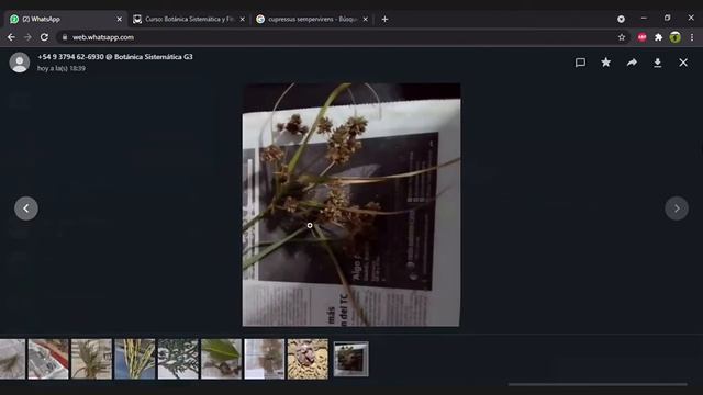 Practico de la Clase 7 Botánica Sistemática y Fitopatología 12-10-2021 смотреть онлайн