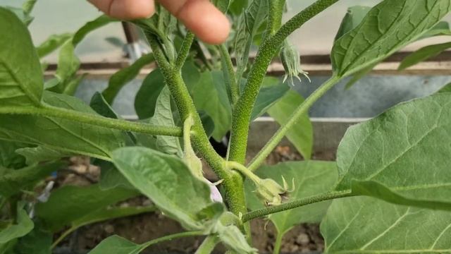 Какие пасынки удаляю у баклажанов ??? смотреть онлайн