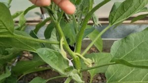 Какие пасынки удаляю у баклажанов ???