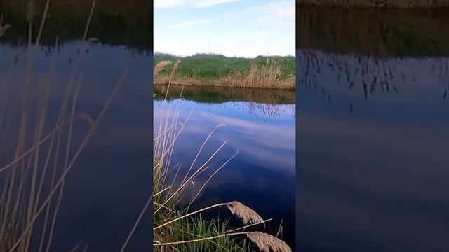 о. Сартлан ,д.Красный яр сазан на 2.700 смотреть онлайн