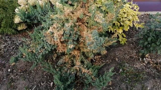 ЕЛЬ КОЛЮЧАЯ ИЗЕЛИ ФАСТИГИАТА. МОИ НОВИНКИ.