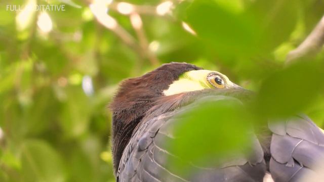 Deshacerse De Los Miedos E Imperfecciones • Flauta Tibetana • Elimine El Estrés, El Alma Calmante