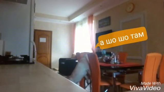 Что делеает собака пока дома никого нет смотреть онлайн