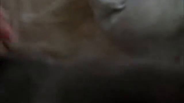 Cute Munchkin Kitty смотреть онлайн