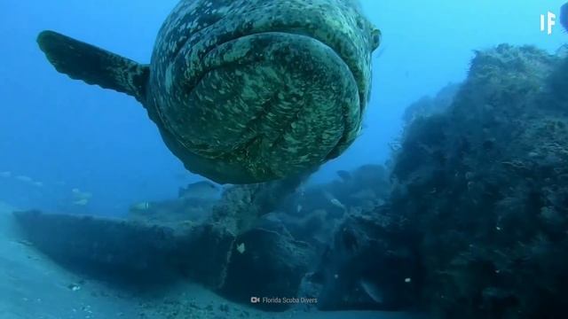 What If You Got Swallowed by a Goliath Fish? смотреть онлайн