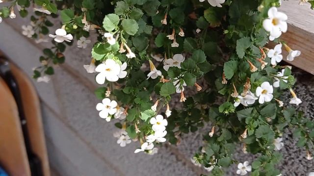 Виола, всходы под зиму. И черенкуем любимые цветы.17.08.21 смотреть онлайн