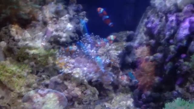 New Clown Fish смотреть онлайн