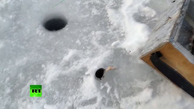 Нахальная водяная землеройка требует еды от российских рыбаков смотреть онлайн