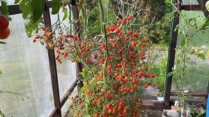 Суперурожай томат Мегогрон ( Козула 14)- новинка от Анны Янковской