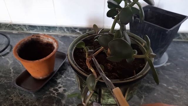 #комнатныецветы #crassula/Крассула( лат. Crassula)-Толстянка яйцевидная. Пересадка Денежного дерева