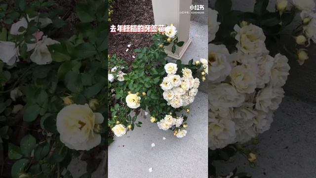 Popcorn Drift Rose月季扦插苗一年长满头花苞🌹 смотреть онлайн