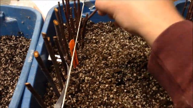 Plum and Peach Rootstock Propagation смотреть онлайн