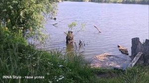 Как пение птиц на берегу озера возле леса меняет жизнь