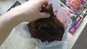 Покупки от агрофирмы "Поиск"