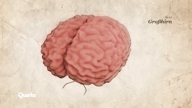 Wie gut kann sich der Körper vom Alkohol erholen? | Quarks смотреть онлайн