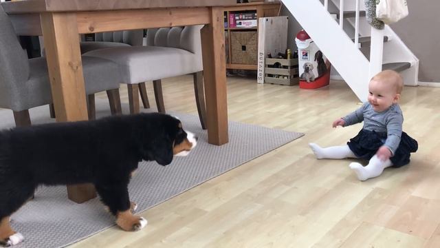 FIRST MEETING BABY vs BERNESE MOUNTAIN DOG PUPPY смотреть онлайн
